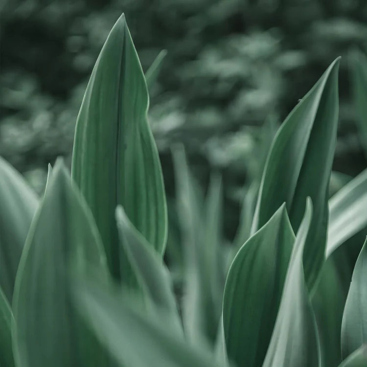 111_750x_crop_center_5f1e831e-7271-442b-b680-3cef3089a56d.webp